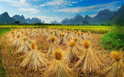 Yangshuo China View Of Rice Field Travel Inspires