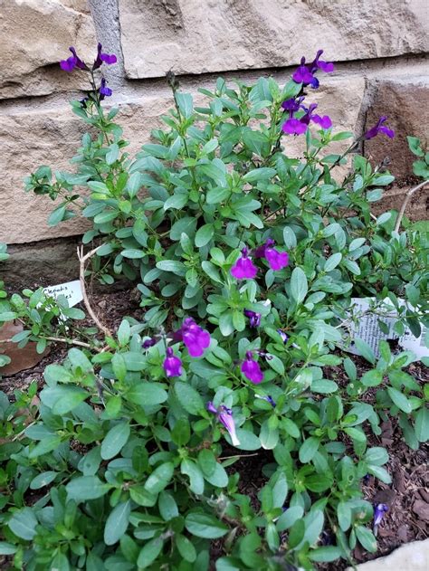 Photo Of The Entire Plant Of Autumn Sage Salvia Greggii Mirage™ Violet