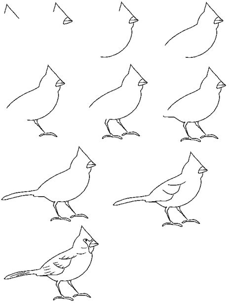 More images for how to draw a red cardinal bird » Cardinal Bird Drawing at GetDrawings | Free download