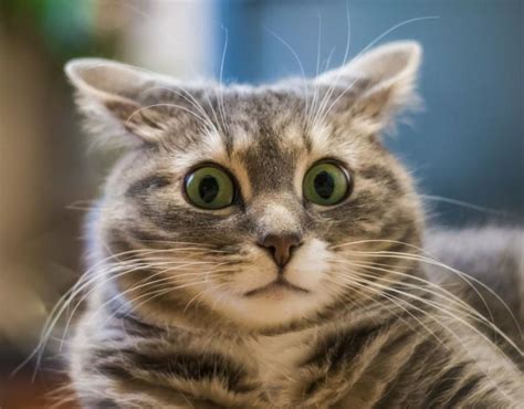 Cat In Shock Funny Cat Pictures Funny Cats Cute Animals