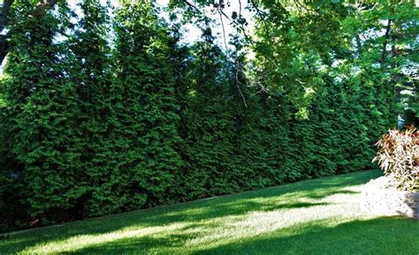 Privacy Trees And Fences In Eastern Ma Horticultural Concepts