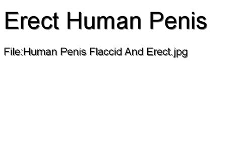 File Human Penis Flaccid And Erect Erect Human Penis