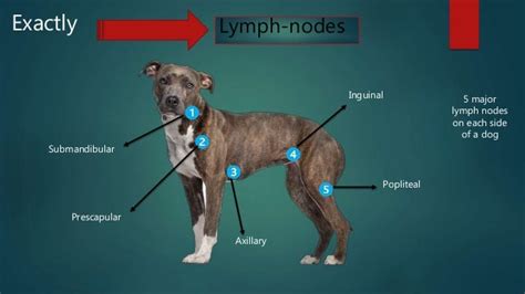 Lymph Nodes In Dogs Diagram Wiring Diagram