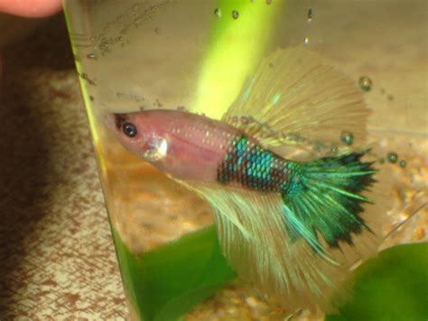 They have heaters at walmart too, but i wouldn't advise getting that one. 17+ images about Pictures of Betta Fish/Tips on Pinterest ...