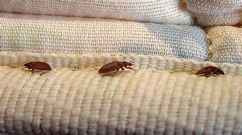 Pointe Claire Seniors Residence Infested With Bedbugs For Months