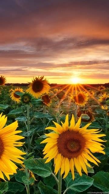 Magic Landscape Sunflower Garden Backgrounds Hd Desktop