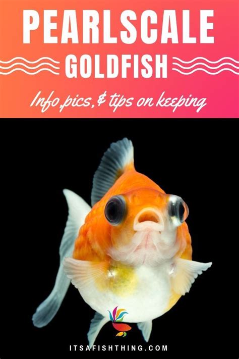 Pearlscale Goldfish Basic Info Pics And Care Tips Goldfish
