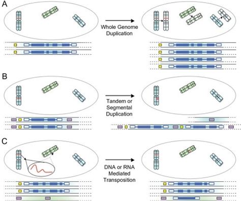 Common Modes Of Gene Duplication The Chromosome Complement Of The Cell