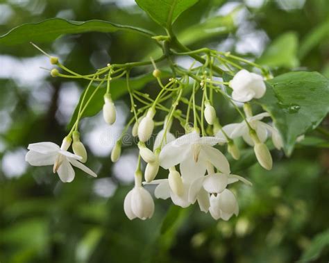 Little White Wrightia Religiosa Flower In Nature Garden Stock Photo