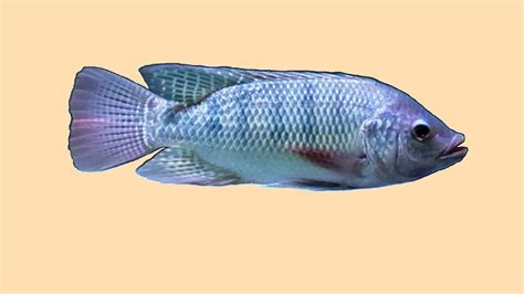 Pet Tilapia Fish Youtube