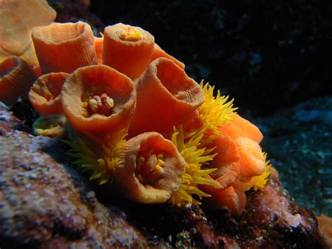 Orange Cup Coral Tubastrea Coccinea