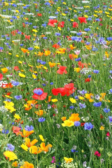 Beautiful Wild Flowers Stock Image Image Of Colorful 26338493