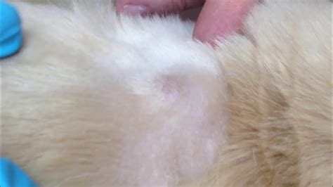 Puscam K9 Sebaceous Cyst Youtube