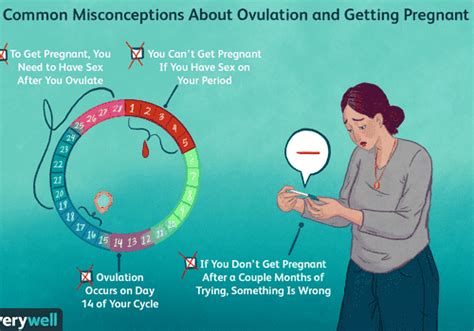 16 Truths About Getting Pregnant And Ovulation