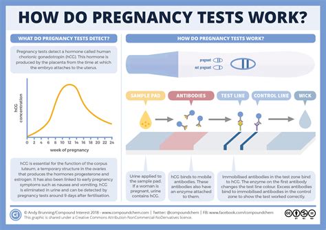 How Do Pregnancy Tests Work Compound Interest