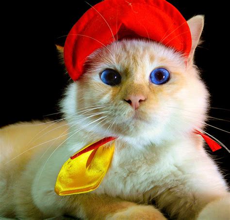 15 Cute Cats Wearing Hats Page 7 Of 15 Really Cute Cats