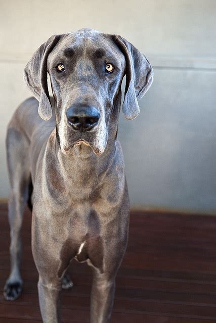 12 Horrifying Things You Didnt Want To Know About Great Danes
