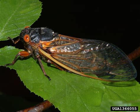 All music sound effects logos & idents. Brood VI Cicadas Expected This Spring | North Carolina ...