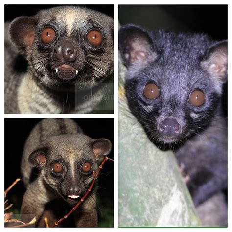 The Small Toothed Palm Civet Also Known As The Three Striped Palm