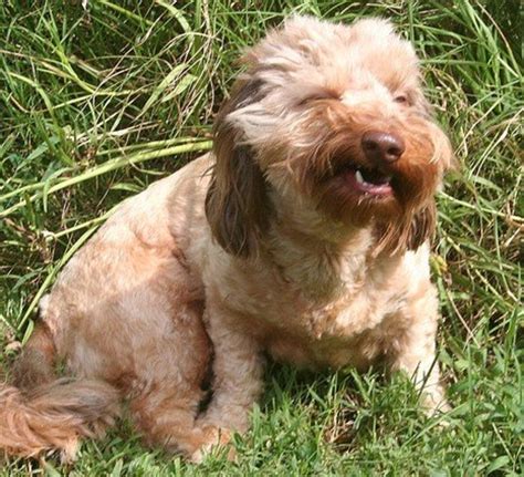 Reverse Sneezing In Dogs Causes And Treatment Pethelpful