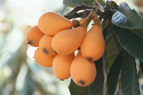 Everything You Need To Know About Loquats Fruit Plants Fruit Garden