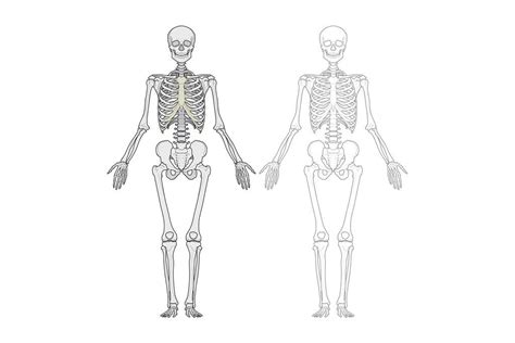 File Human Skeleton Diagram Wikipedia 49 Off