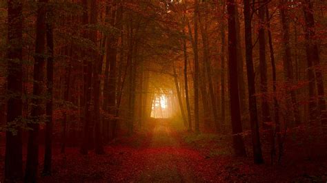 Deep In The Autumn Woods Wallpaper Nature And Landscape Wallpaper