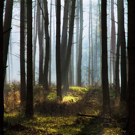 640x960 Resolution Landscape Photography Of Trees At Forest Hd