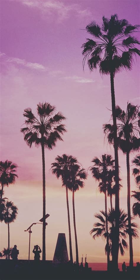 Miami Palm Trees Wallpaper Amiee Barclay