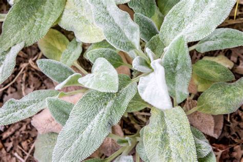 How To Grow And Care For Lambs Ear Plants