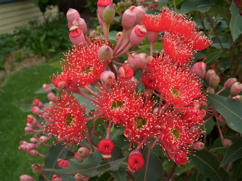 Upright or flowering trees bring the focal point up and away from the small footprint of the garden. Spring Blossom Quilts: Red Flowering Gum Tree