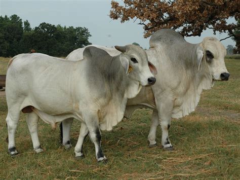 Brahman Cattle Meat Bull Photo Wallpaper Photography By Socomuser1