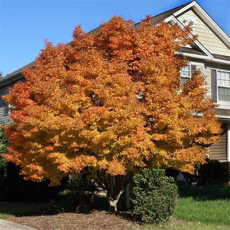Coral Bark Japanese Maples For Sale