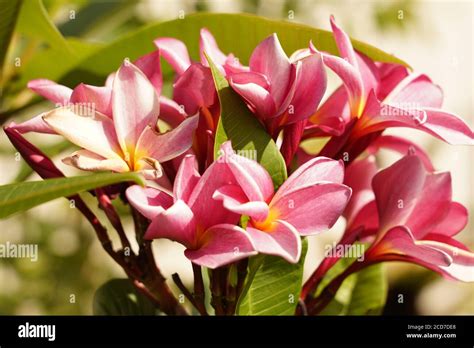 Beautiful Frangipani Flowers In Bloom In The Australian Garden Stock