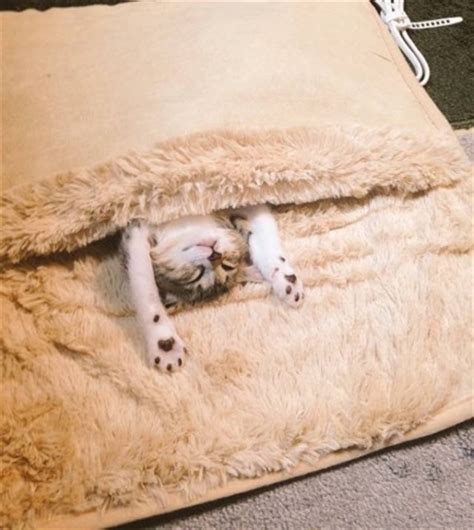 Towards the beginning of my article, there's a heading of: Two Kittens Find the Perfect Way to Keep Warm This Winter ...