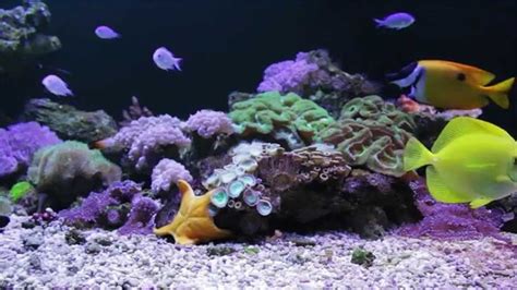 Coral Reef Screensaver Video The Coral Reef Tank Reef Tank Fish