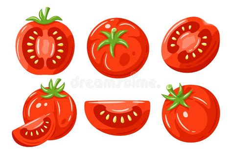 Red Tomatoes Collection Stock Vector Illustration Of Plant 272015923