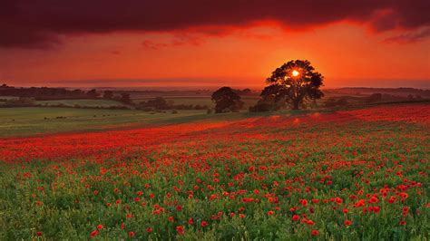 1920x1080 Poppies Field Bright Trees Sun Evening Sunset