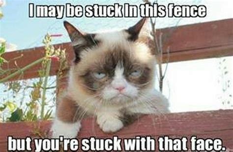 Free Download Grumpy Cat Meme IMGUST X For Your Desktop Mobile Tablet Explore