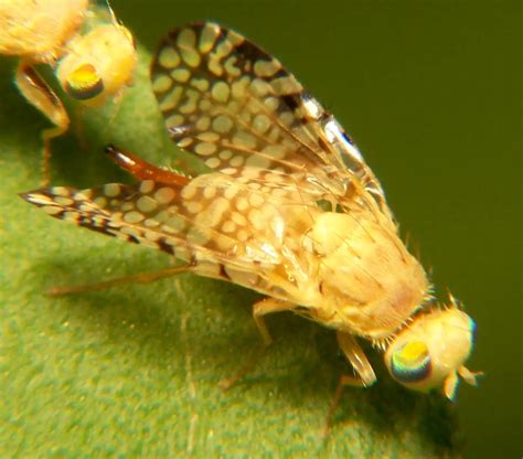 A Mosca Drosophila Conhecida Como Mosca Das Frutas Askbabe