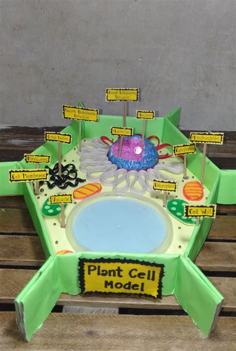 Plant Cell Project Cell Model Project Animal Cell Project Cells