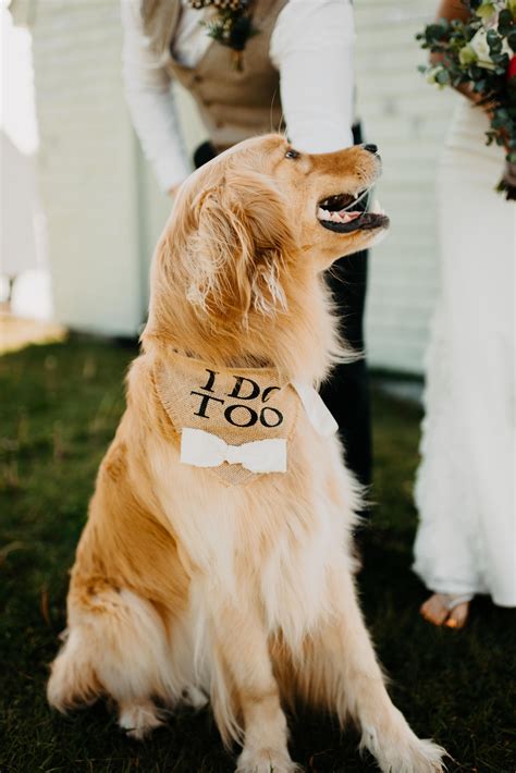 Most Adorable Ring Bearer Ever I Think Yes Incorporating Your Dog
