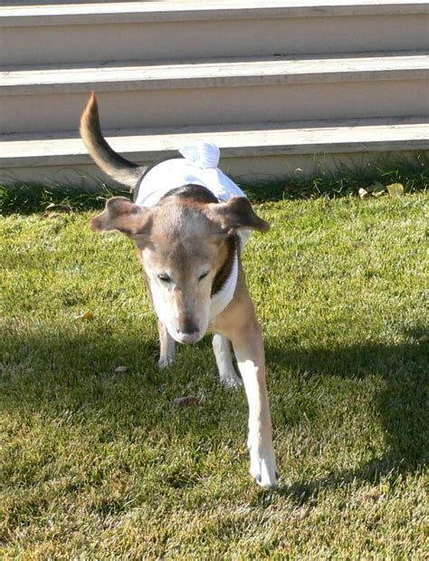 Primary bone cancer originates from the bone, and metastatic bone cancer originates from a cancer in another part of the body, but have spread to the bone. Tripawds » Genie Gets Well From Bone Cancer with A Natural ...