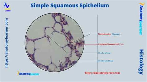 Simple Squamous Epithelium Under A Microscope With A Labeled Diagram