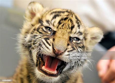 Now you know that a baby tiger is called a cub. Tiger Cub Stock Photos and Pictures | Getty Images