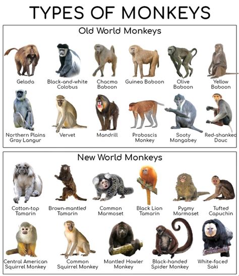Chart Of Old And New World Monkeys Types Of Monkeys Pet Monkey New