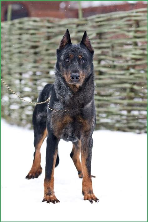 Merle Beaucerons Dog Breeds Dogs Beautiful Dogs
