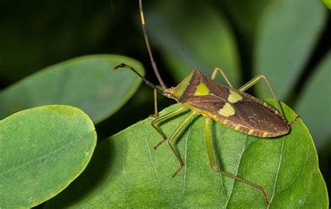 Leaf Footed Bug Facts And Description Go Forth Pest Control