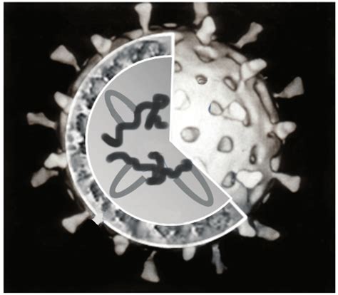 Cartoon Structure Of Rotavirus Download Scientific Diagram