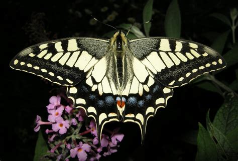 フリー画像|節足動物|昆虫|蝶/チョウ|アゲハ蝶/アゲハチョウ|キアゲハ|画像素材なら!無料・フリー写真素材のフリーフォト
